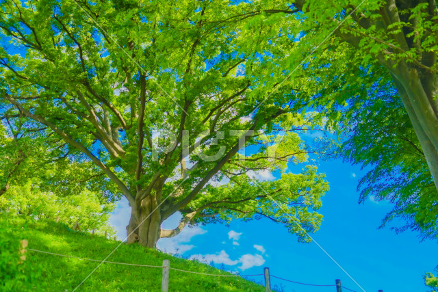 写真のタイトルが入ります