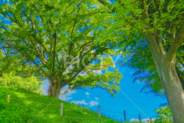 写真のタイトルが入ります