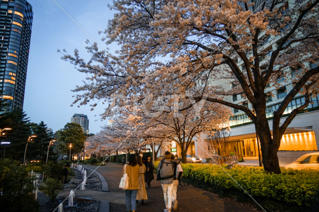 写真のタイトルが入ります