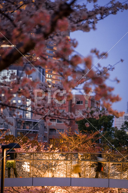 六本木ミッドタウンの桜