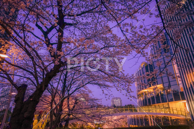 六本木ミッドタウンの桜