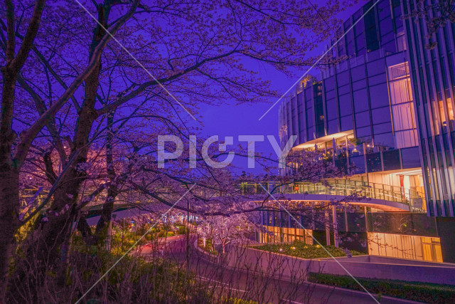 六本木ミッドタウンの桜