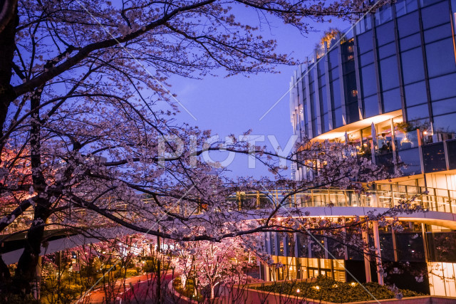六本木ミッドタウンの桜
