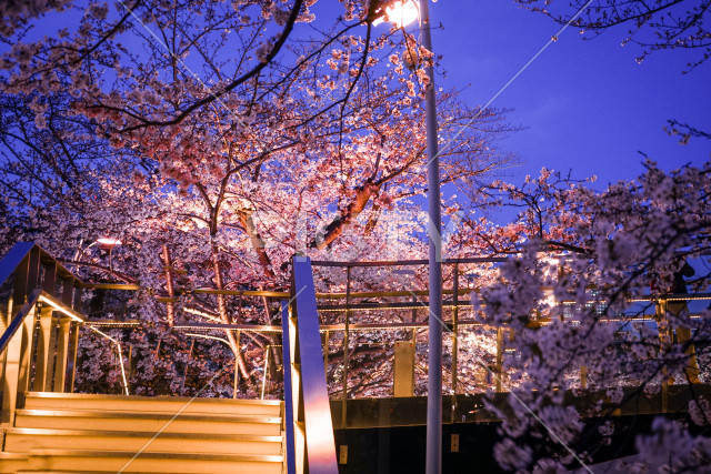 写真のタイトルが入ります