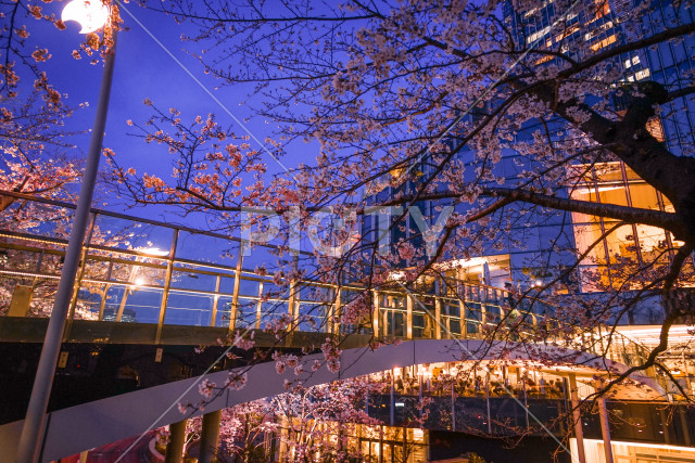 六本木ミッドタウンの桜