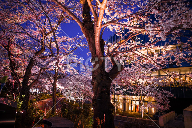 六本木ミッドタウンの桜