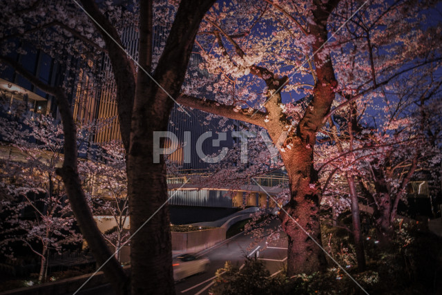 写真のタイトルが入ります