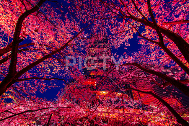 六本木ミッドタウンの桜