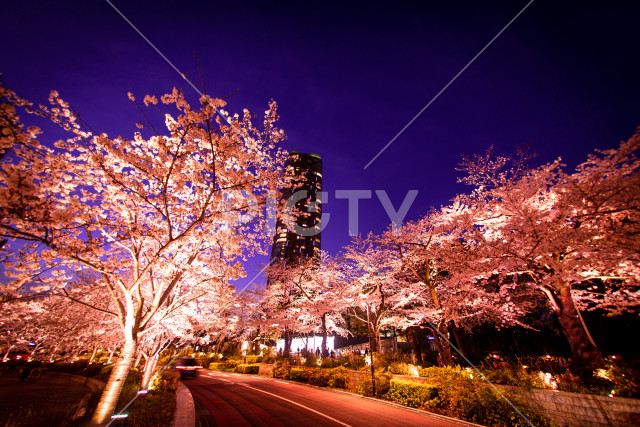 写真のタイトルが入ります