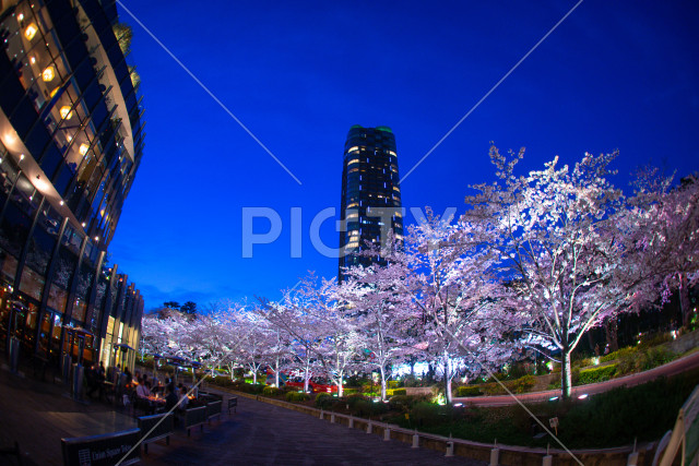 六本木ミッドタウンの桜