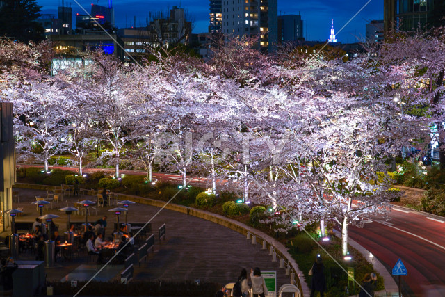 六本木ミッドタウンの桜