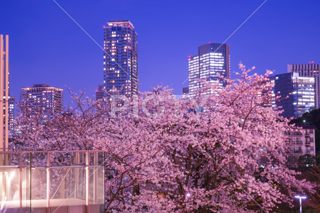六本木ミッドタウンの桜