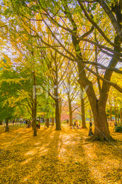 写真のタイトルが入ります