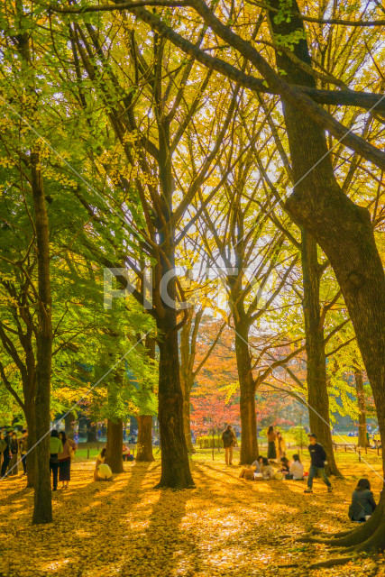 写真のタイトルが入ります