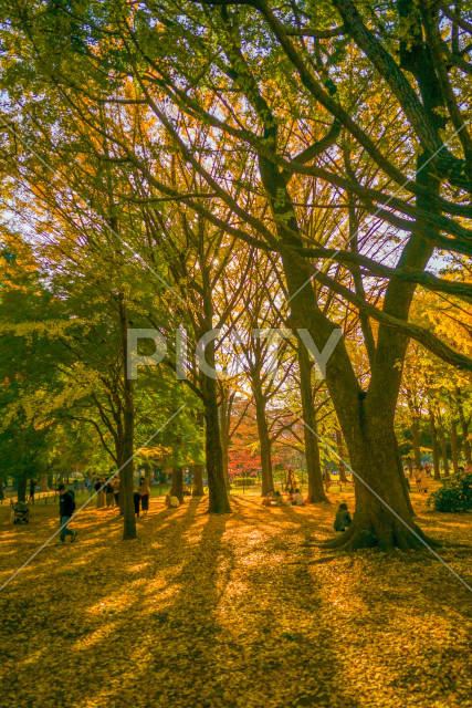 写真のタイトルが入ります