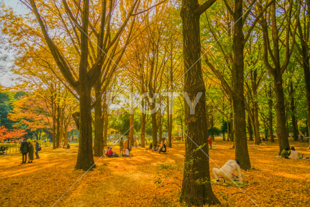写真のタイトルが入ります