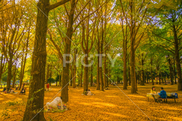 代々木公園の紅葉
