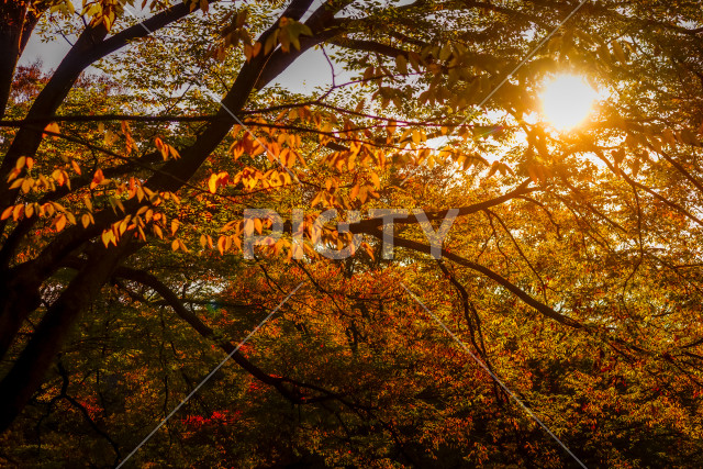 写真のタイトルが入ります