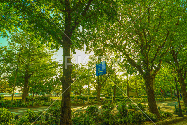 写真のタイトルが入ります