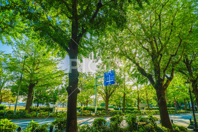 山下公園の新緑（横浜みなとみらい）