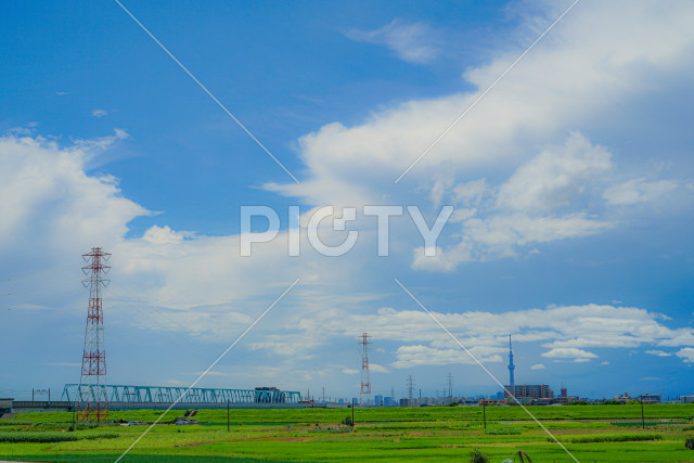 松戸市矢切の田園風景