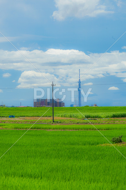 写真のタイトルが入ります