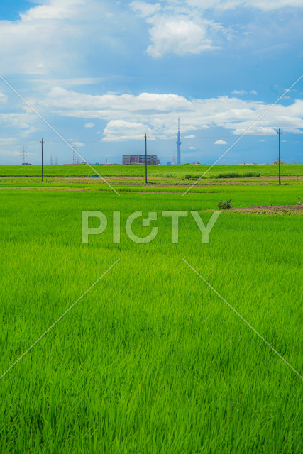 写真のタイトルが入ります