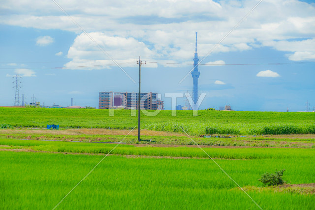 写真のタイトルが入ります