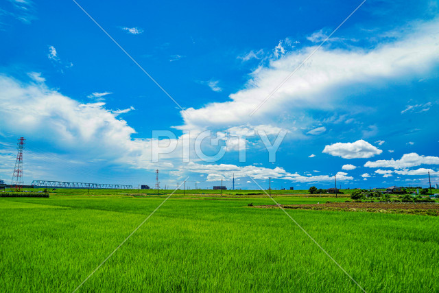 松戸市矢切の田園風景