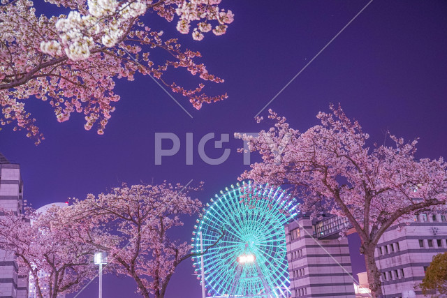 写真のタイトルが入ります