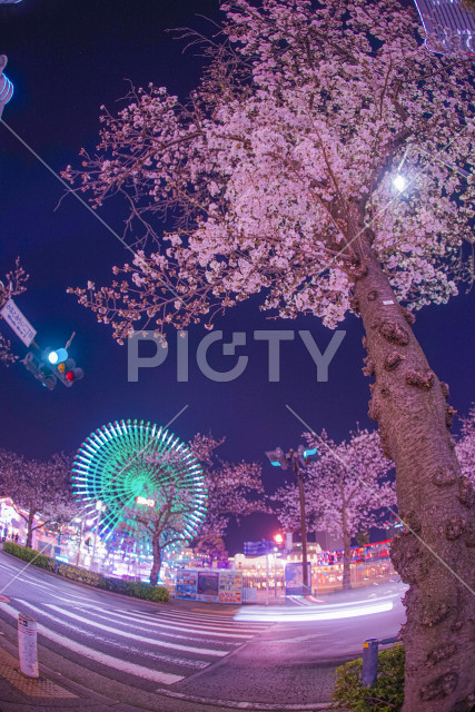写真のタイトルが入ります