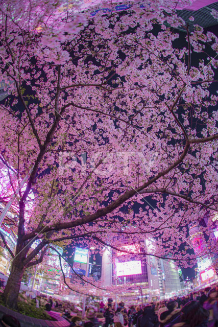 渋谷駅前の桜と雑踏