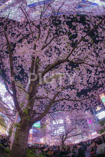 渋谷駅前の桜と雑踏