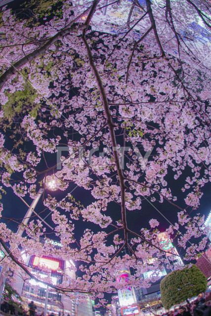 写真のタイトルが入ります