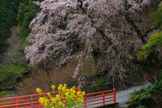 写真のタイトルが入ります