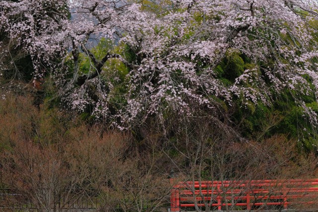写真のタイトルが入ります