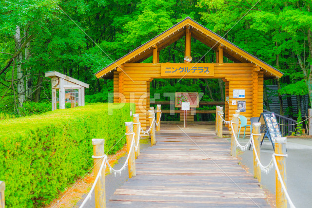 北海道富良野の森の中のイメージ