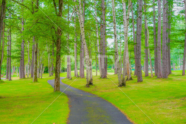 写真のタイトルが入ります