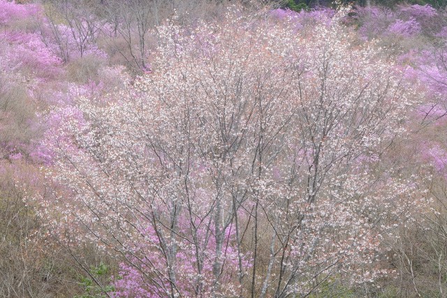 写真のタイトルが入ります