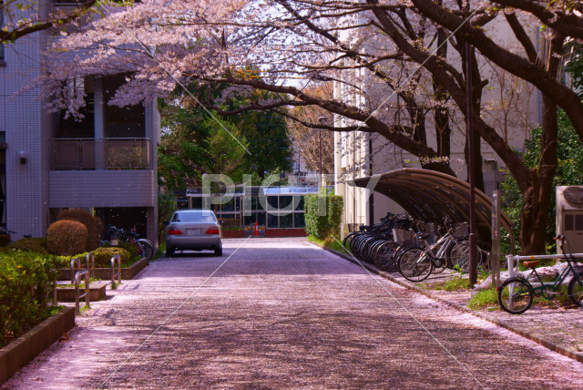 写真のタイトルが入ります