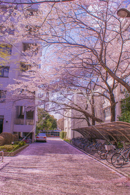 写真のタイトルが入ります