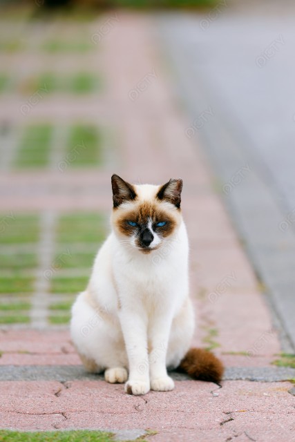 写真のタイトルが入ります