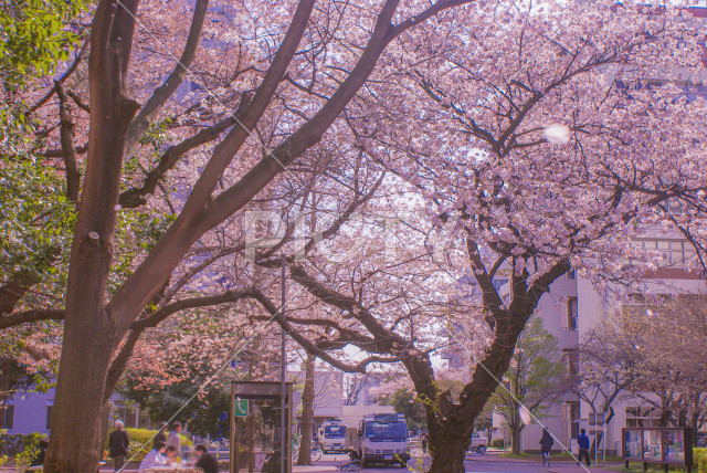 写真のタイトルが入ります
