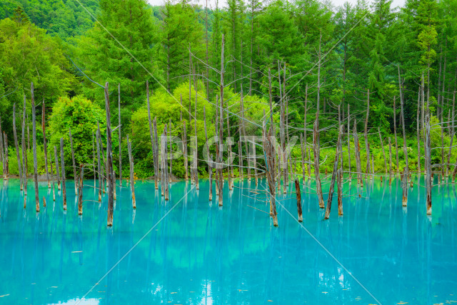 白金青い池（北海道美瑛町）