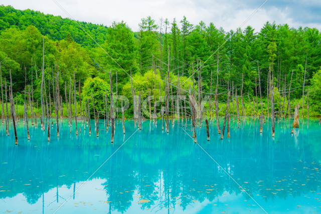 白金青い池（北海道美瑛町）