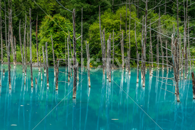 白金青い池（北海道美瑛町）