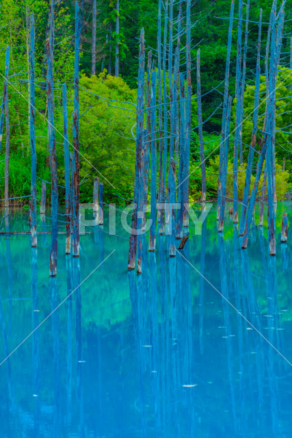 写真のタイトルが入ります