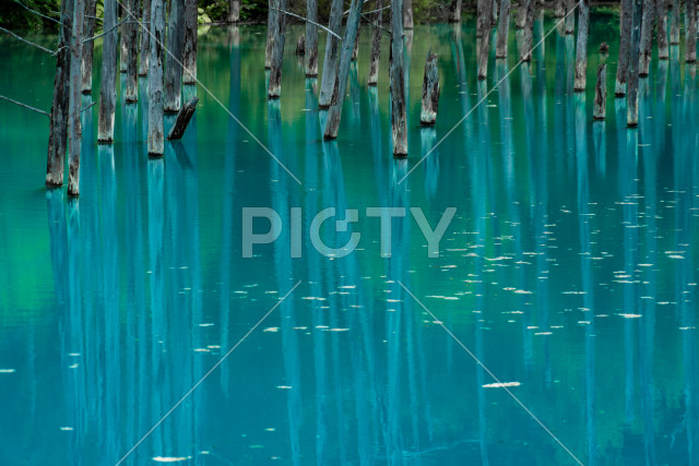 写真のタイトルが入ります