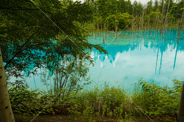 白金青い池（北海道美瑛町）