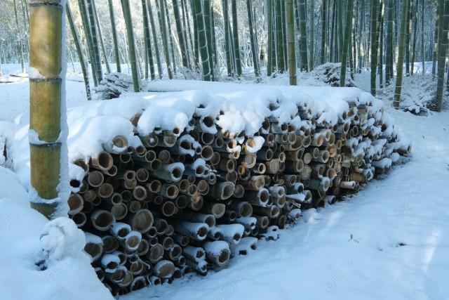 乙訓地区内の雪の竹林